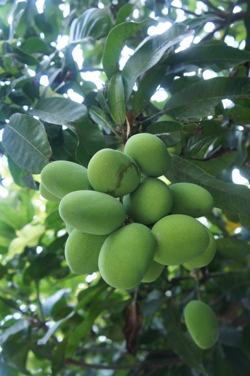 Cashew Nut Village Bophut Exterior foto